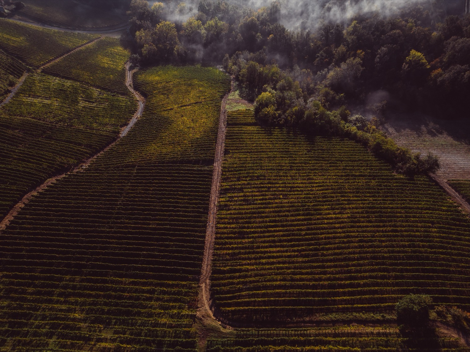 A season under heat: how a small vineyard adapts