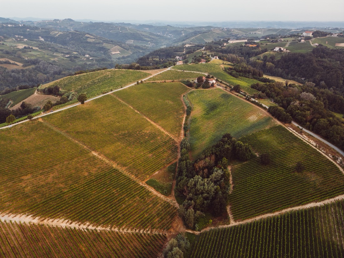 Reading a vineyard's soil before replanting