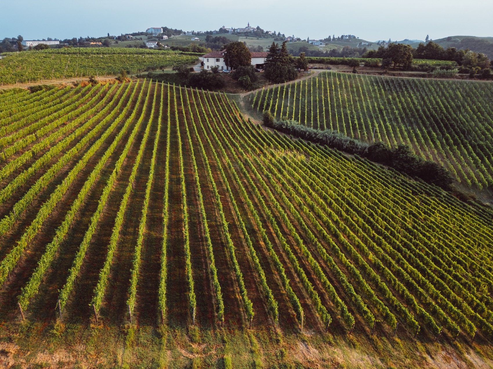 Vineyard rows in early season